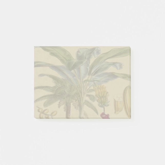 Bloco De Notas Palm Antique Fruta Tropical Arte Botânica (Frente)