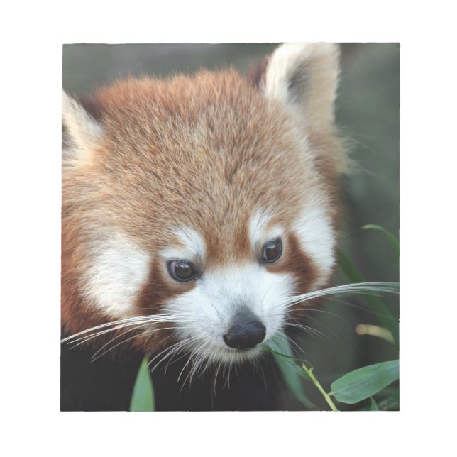Bloco De Notas Panda Vermelho, Taronga Zoo, Sydney, Austrália (Frente)