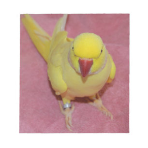 Bloco De Notas Parakeet adorável de Ringneck do indiano de Lutin