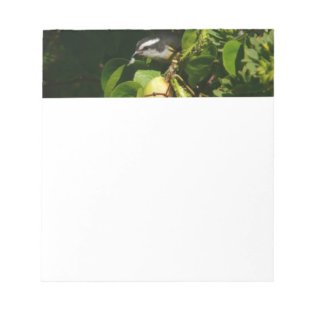 Bloco De Notas Pássaro Bananaquit Comendo Fotografia Tropical (Frente)