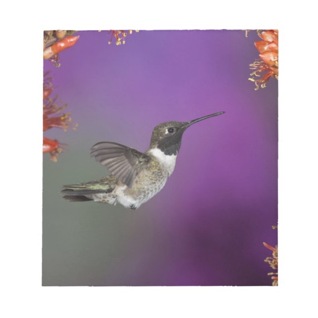 Bloco De Notas Pássaro Humingbird, Archilochus alexandri, (Frente)