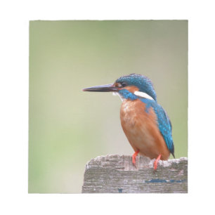 Bloco De Notas Pássaro Kingfisher.