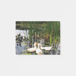 Bloco De Notas Patos brancos, almofadas de lírios, cattails, cost