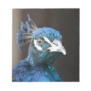 Bloco De Notas pavão