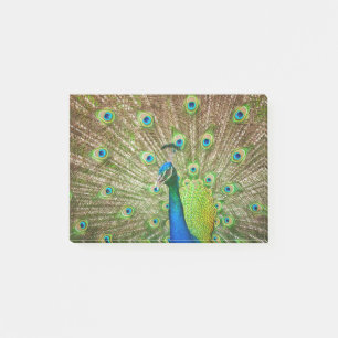 Bloco De Notas Peacock