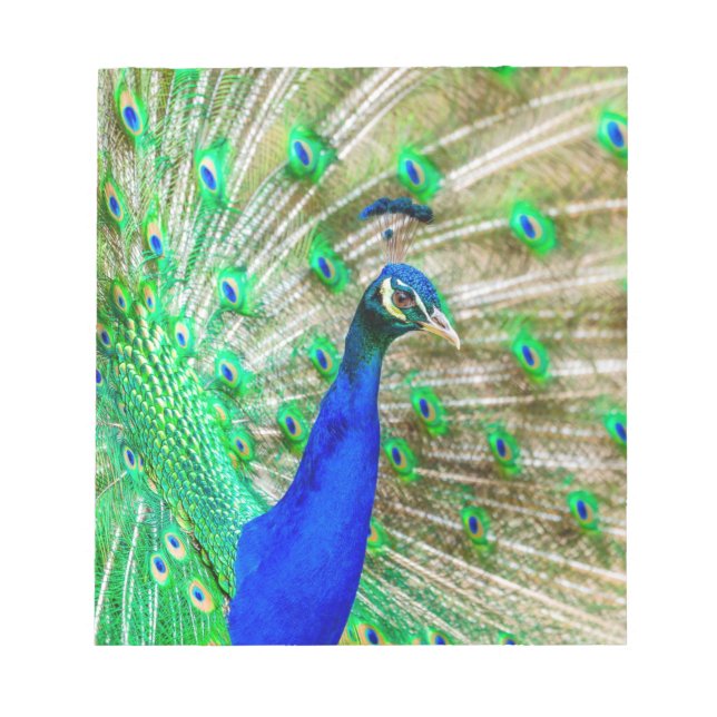 Bloco De Notas Peacock Plumage (Frente)