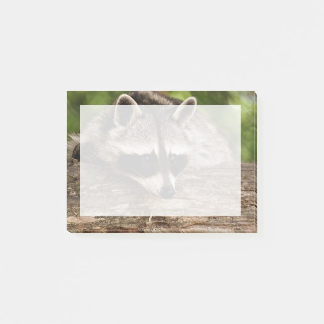 Bloco De Notas Pedaço de guaxinim em um registro (Frente)