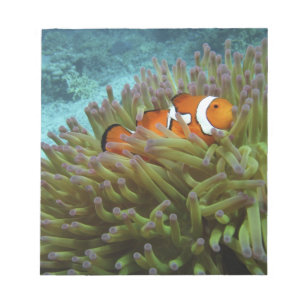 Bloco De Notas Peixe-palheiro ocidental ( Amphiprion ocellaris )