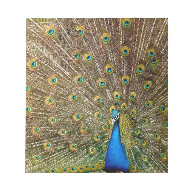 Bloco De Notas Penas da Cauda Peacock (Frente)