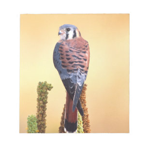 Bloco De Notas Peneireiro-americano, Falco sparverius, Nativo dos