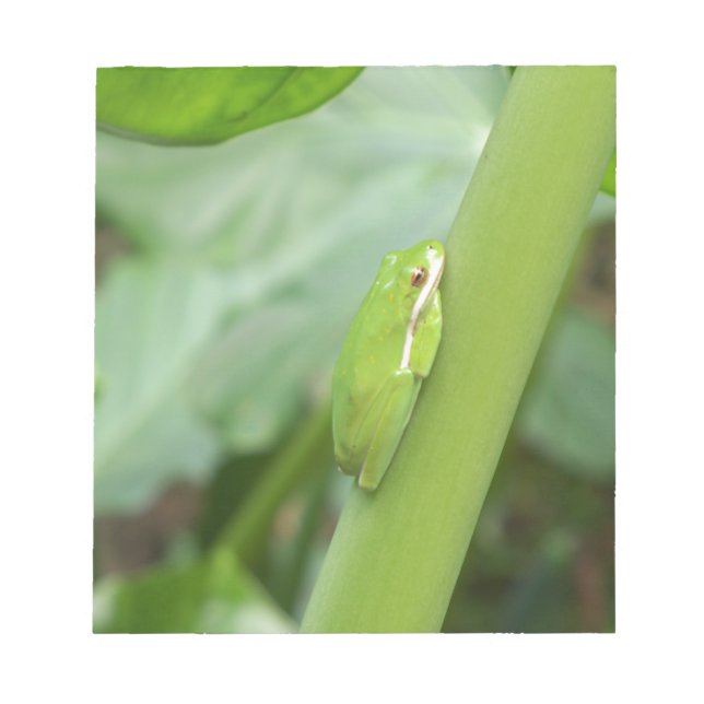 Bloco De Notas pequena rã-verde-arbórea sonolenta (Frente)