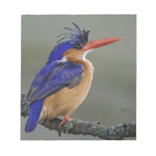 Bloco De Notas Pescador-malquita, Alcedo cristata, Lago