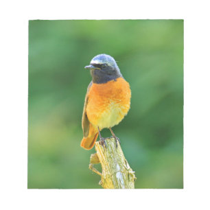 Bloco De Notas phoenicurus ochruros