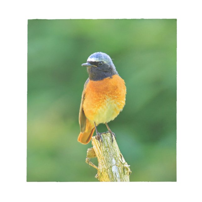 Bloco De Notas phoenicurus ochruros (Frente)