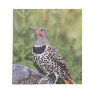 Bloco De Notas Pica-Pau Americano, Colaptes auratus, Eixo Vermelh