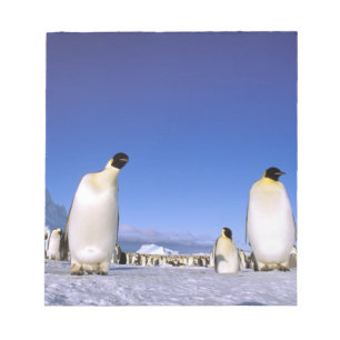 Bloco De Notas Pinguim Antártida, Península Antártica
