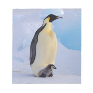 Bloco De Notas Pinguim-imperador Aptenodytes