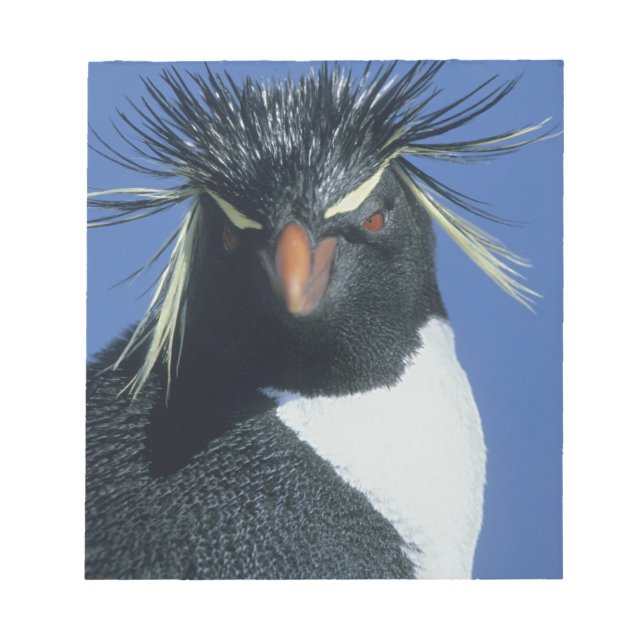 Bloco De Notas Pinguim Rockhopper (Eudyptes chrysocome) (Frente)