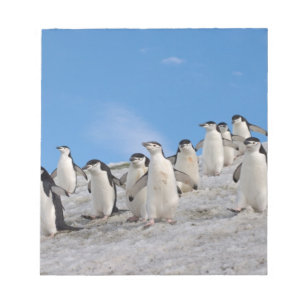 Bloco De Notas pinguins chinstrap, Pygoscelis antarctica,