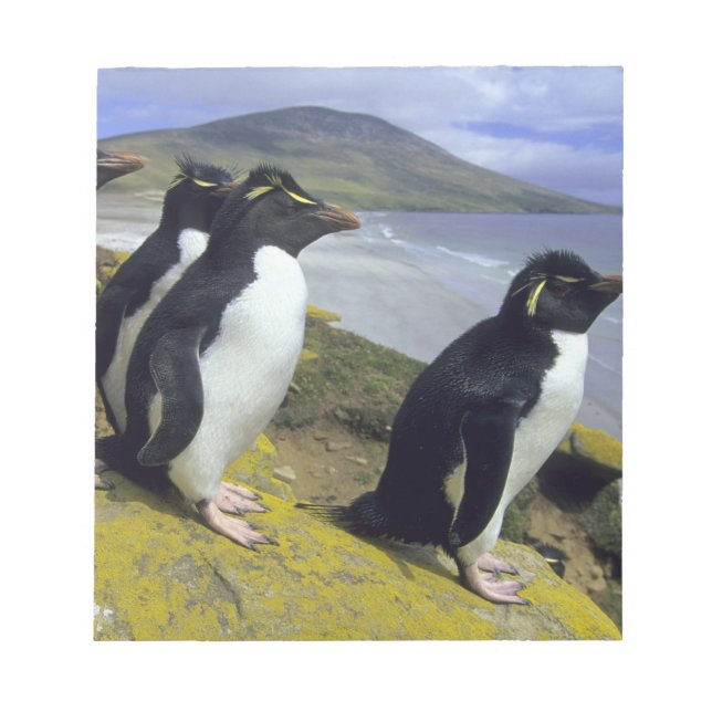Bloco De Notas Pinguins-de-crista, (Eudyptes chrysocome), (Frente)