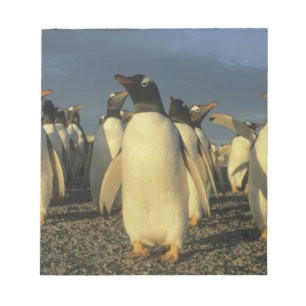 Bloco De Notas Pinguins-de-gentoo, (Pygoscelis papua), Ilhas Malv