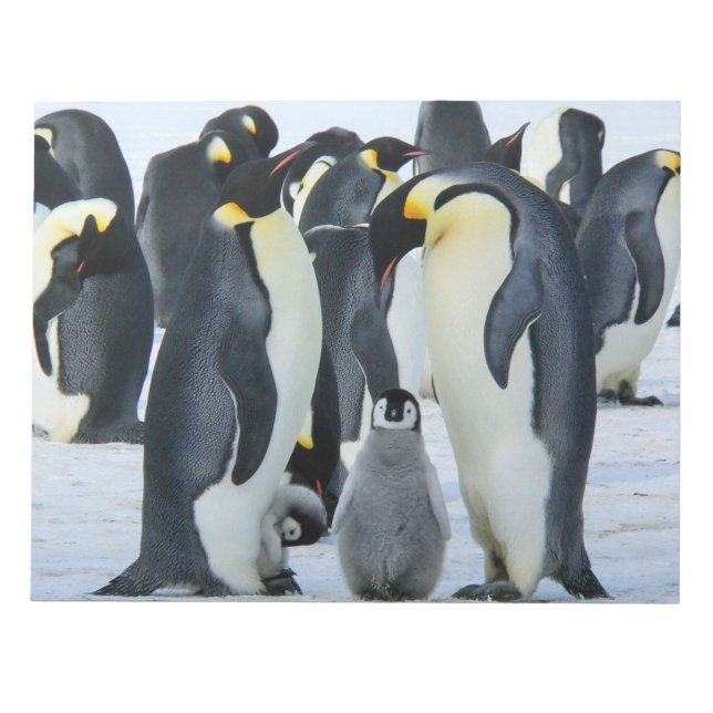 Bloco De Notas Pinguins imperadores (Frente)