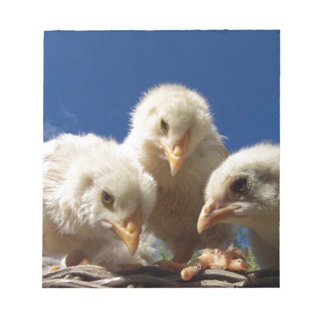 Bloco De Notas pintinho de frango feliz (Frente)