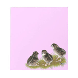 Bloco De Notas Pintinhos Coturnix Quail