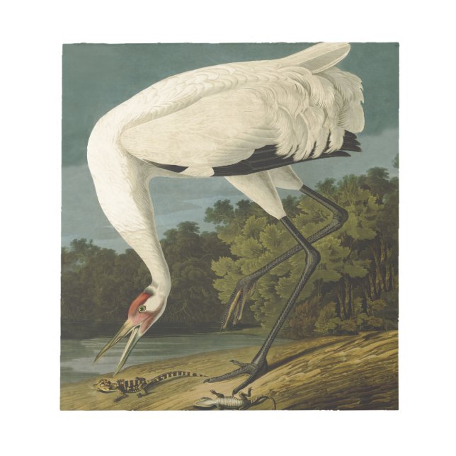 Bloco De Notas Pintura de pássaros Audubon Crane Whoping (Frente)