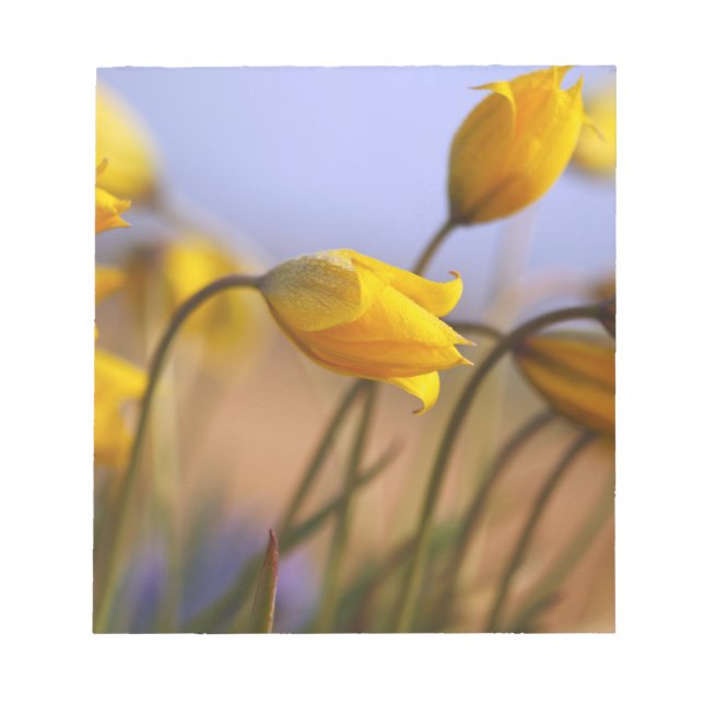 Bloco De Notas Plano aproximado de narcisos (Frente)