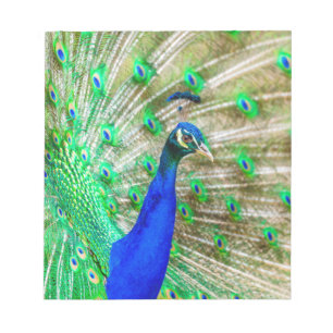 Bloco De Notas Plumagem de Peacock