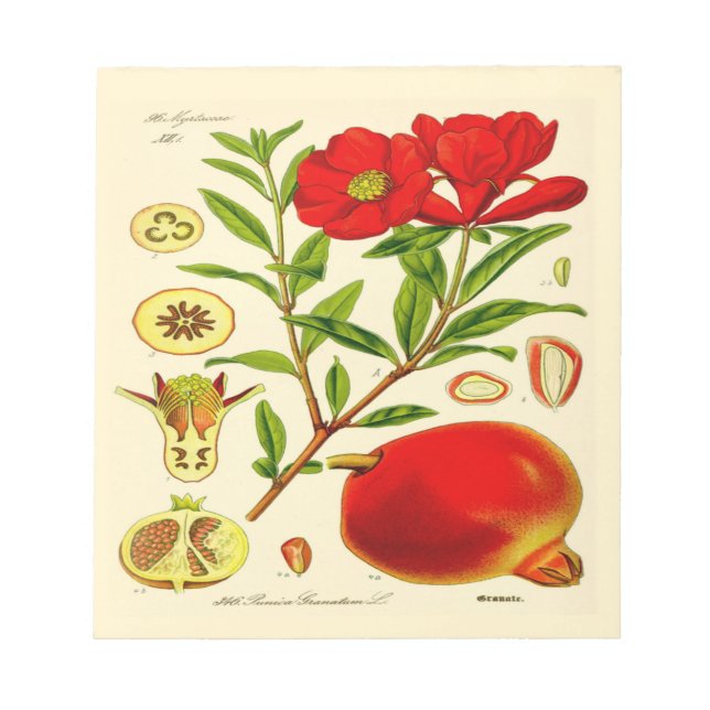 Bloco De Notas Pomegranato (Frente)