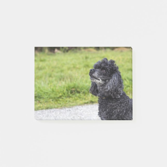 Bloco De Notas Poodle Preto 2 (Frente)