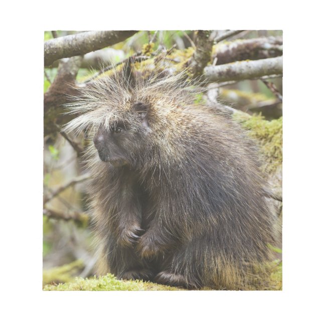 Bloco De Notas Porcupina determinada (Frente)