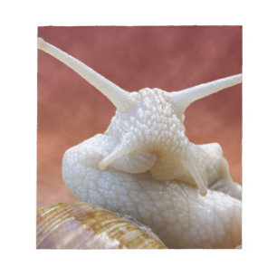Bloco De Notas Portrait Burgundy snail