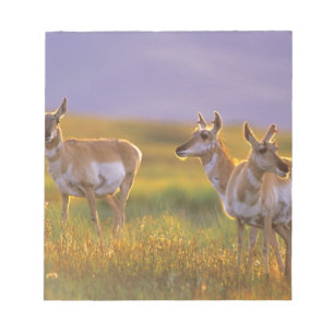 Bloco De Notas Pronghorn Antelope em Montana