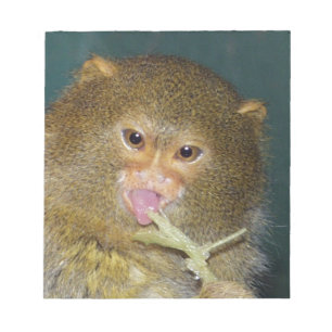 Bloco De Notas pygmymarmoset10x10