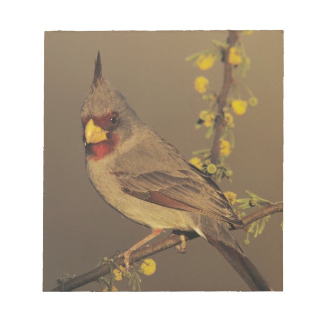 Bloco De Notas Pyrrhuloxia, Cardinalis sinuatus (Frente)