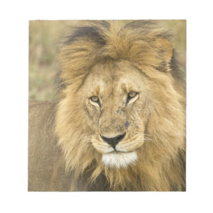 Bloco De Notas Quênia, Masai Mara. Fechamento do leão. Crédito co