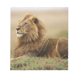 Bloco De Notas Quênia, Masai Mara Leão macho