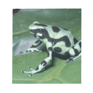 Bloco De Notas Rã venenosa, (Dendrobates auratus) Cahuita