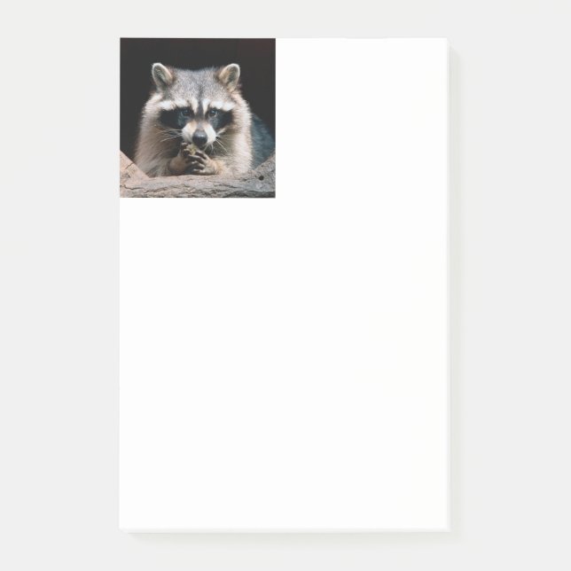 Bloco De Notas Raccoon 004 (Frente)