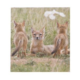 Bloco De Notas Raposa Veloz (Vulpes velox) fêmea com filhotes em