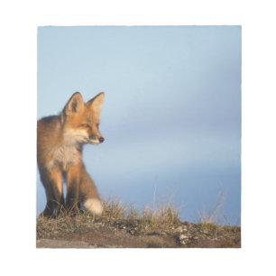 Bloco De Notas raposa-vermelha, Vulpes vulpes