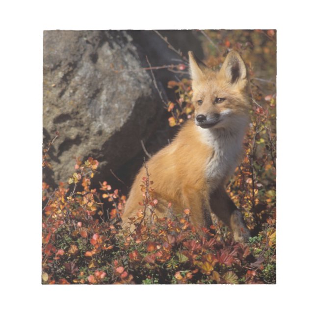 Bloco De Notas raposa-vermelha, Vulpes vulpes (Frente)