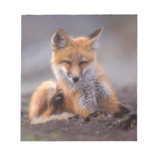Bloco De Notas raposa vermelha, Vulpes vulpes, filhote coçando-se
