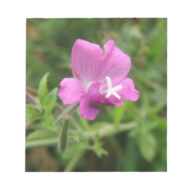Bloco De Notas Red Campion Wildflower Notepad (Frente)