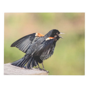 Bloco De Notas Red Winged Blackbird Singing