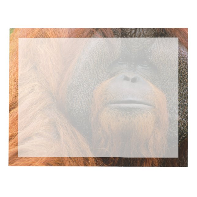 Bloco De Notas Retrato do Orang-utango Macho, Geórgia, EUA (Frente)