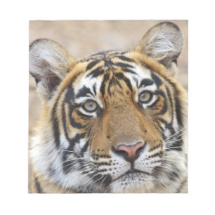 Bloco De Notas Retrato do Tigre-de-bengala-real, Ranthambhor